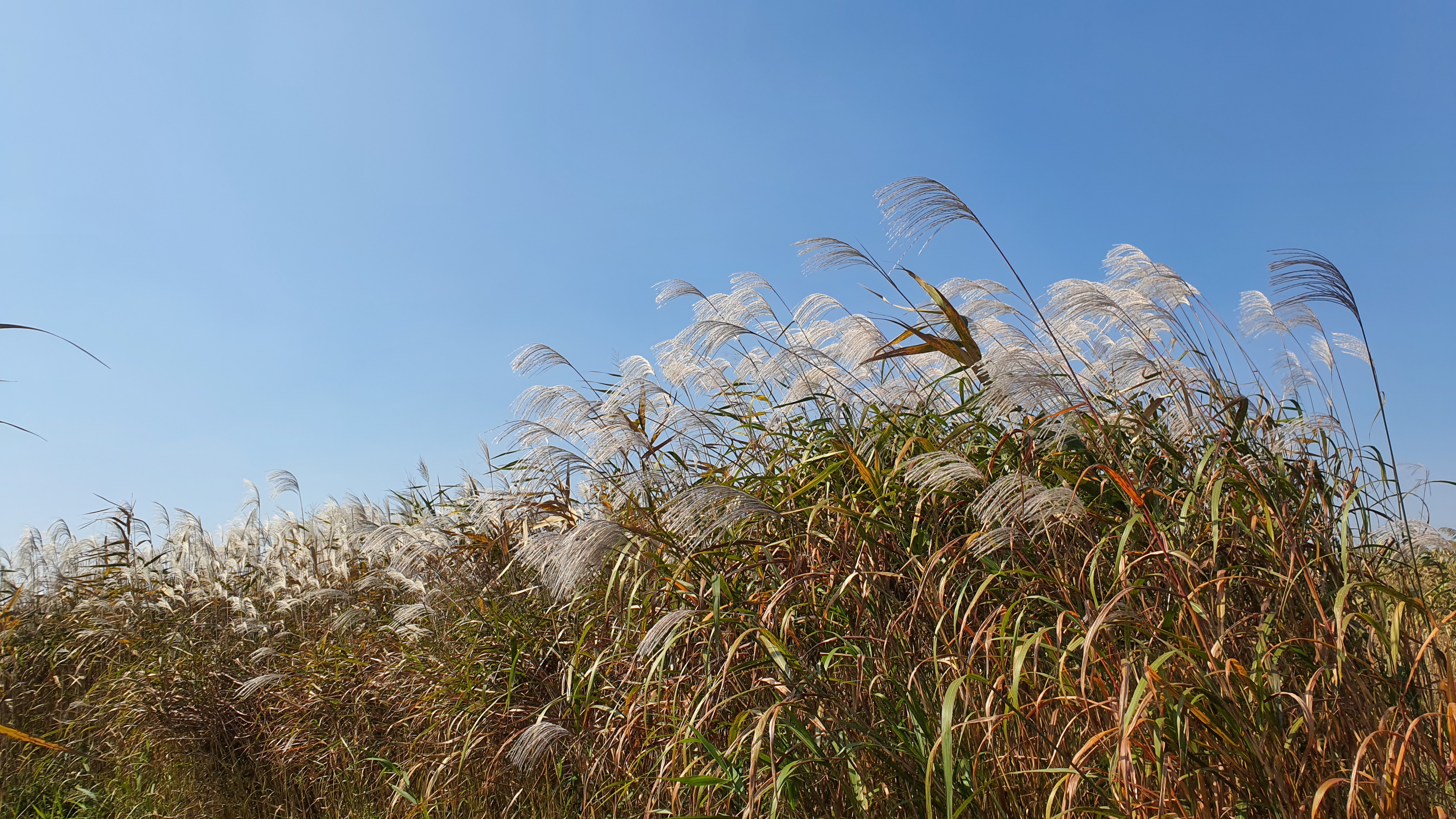 충남 서천의 가을 명소, 신성리 갈대밭