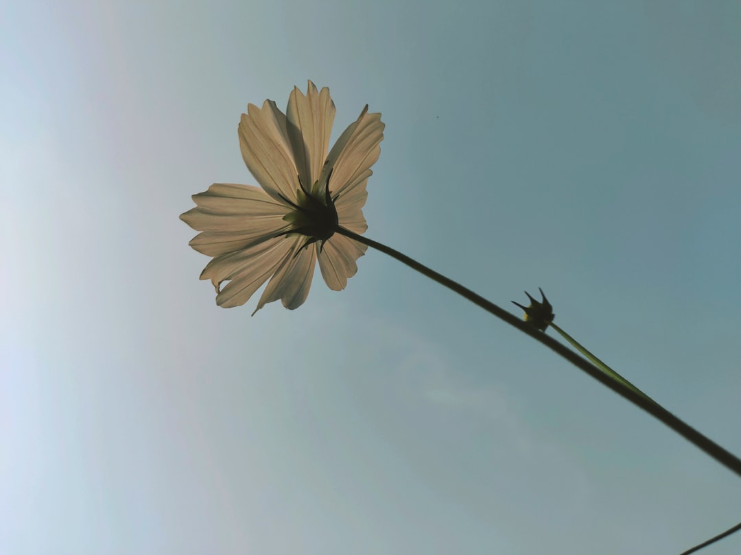 ideal