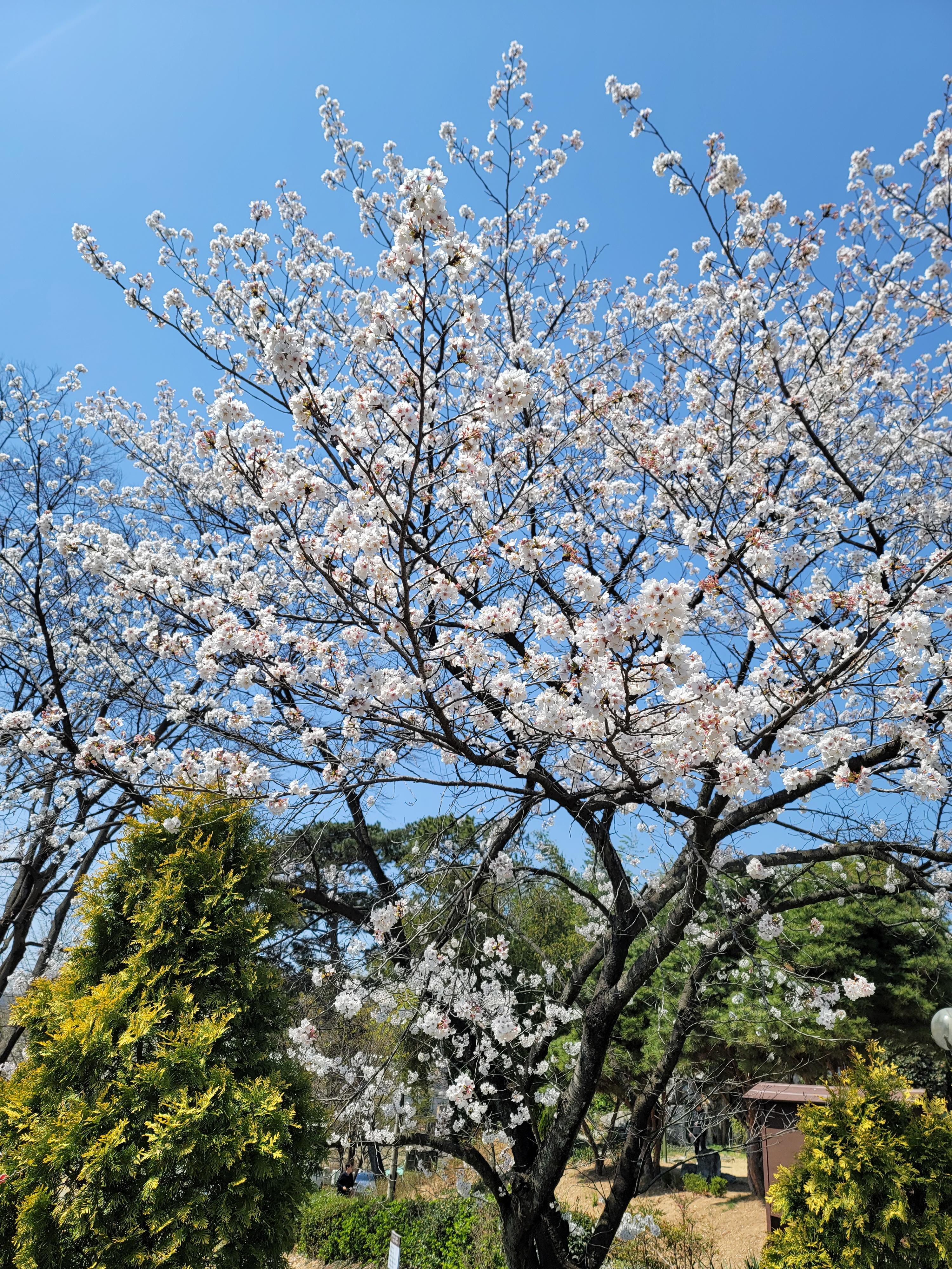 4월 가실성당 벚꽃 모습