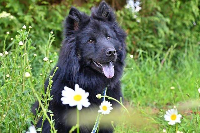 반려동물 등록과 비용, 자진신고로 과태료 피하기, 외장칩과 내장칩의 차이