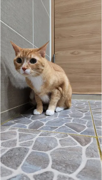 고양이 쉽게 목욕하는 방법과 준비 요령_23