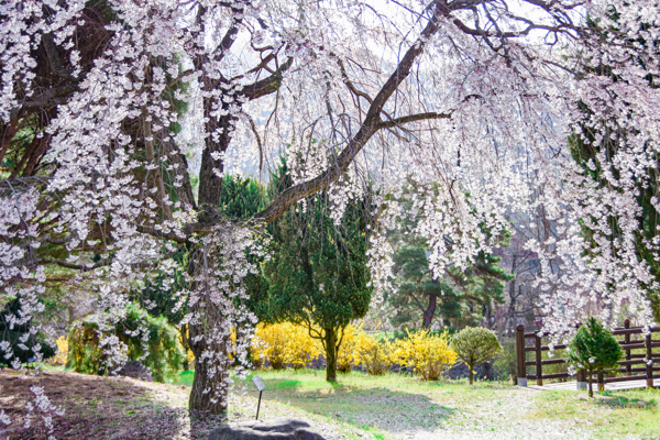 운문사의 봄 사진