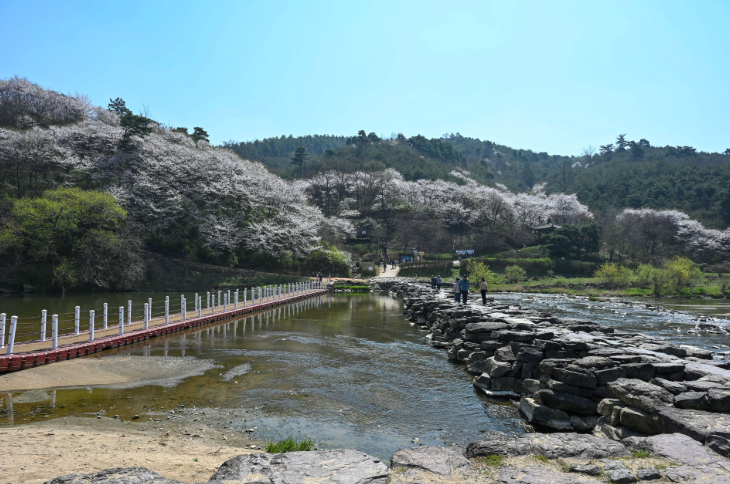 진천 이팝나무길, 5월 꼭 가봐야 할 국내 여행지!
