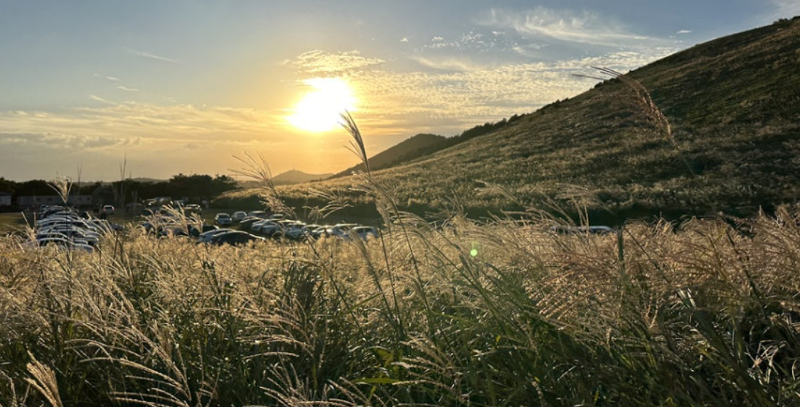 제주 억새밭