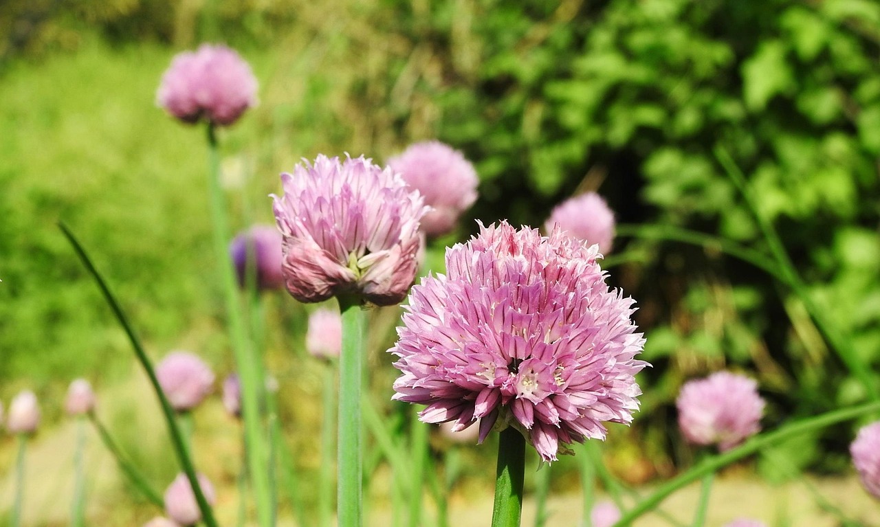 국립수목원 사전 예약