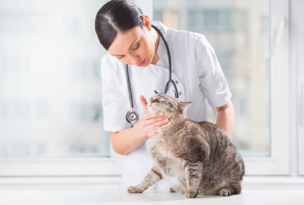 동물병원에서 진찰을 받는 고양이.