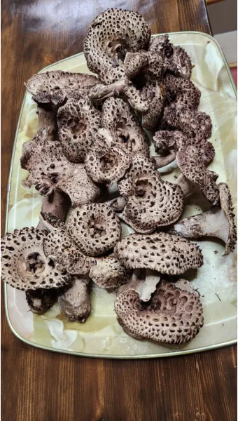 능이버섯 채취시기 산행 정보를 정리_21