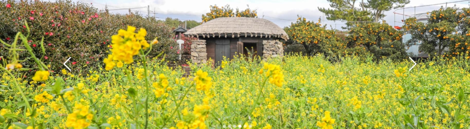 제주 휴애리 유채꽃축제 ❘ 동물과 함께하는 감성 봄 여행! 일정 &amp; 체험 정보 안내