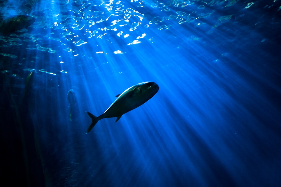 Tuna