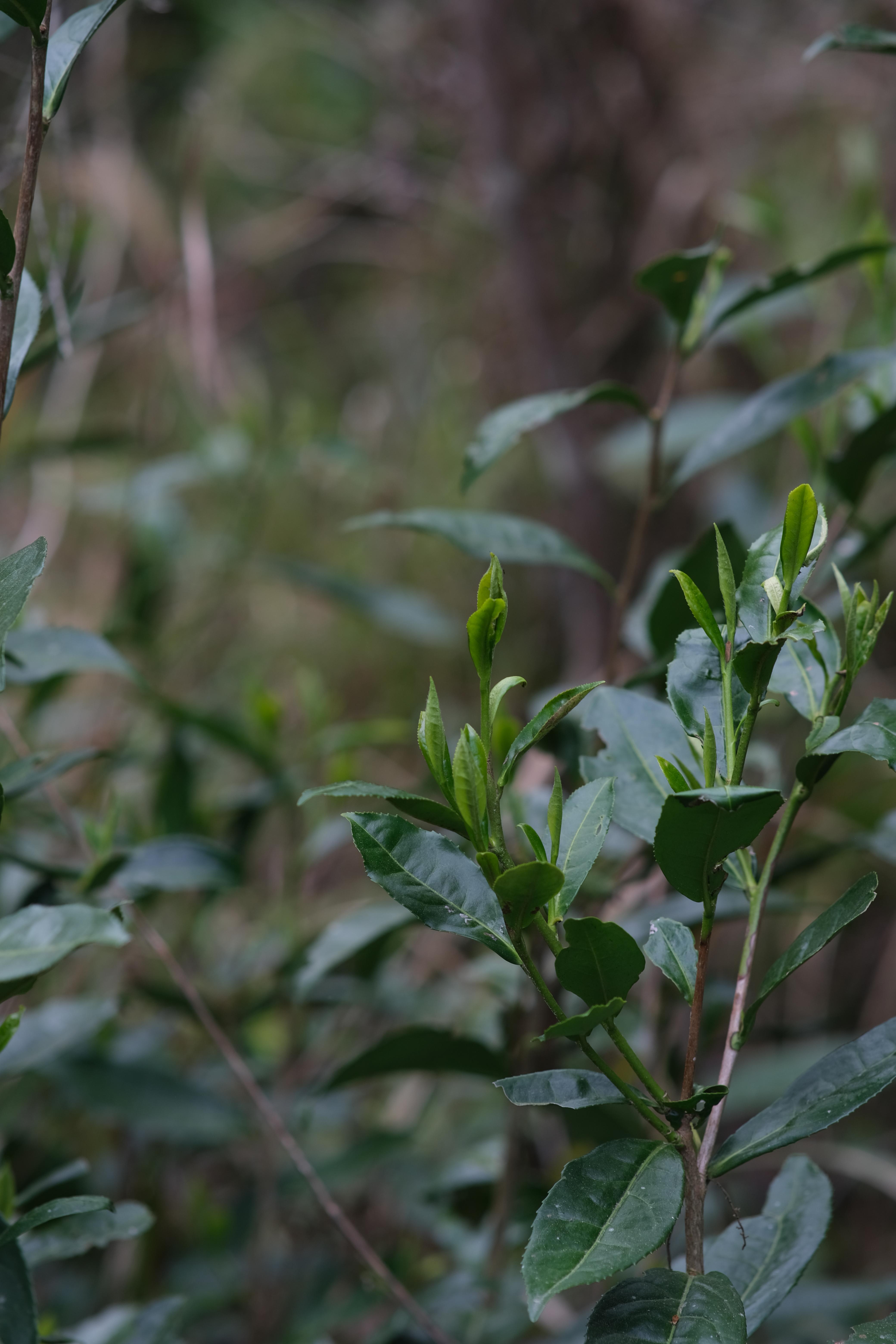 중국 백차: 역사, 종류, 효능, 그리고 최상의 구매 가이드