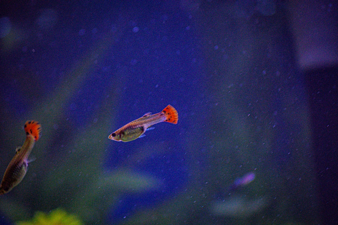 Krill