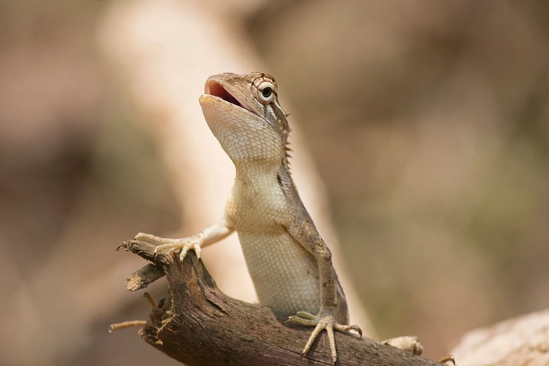 투 카누 도마뱀 (Tucano Lizard)
