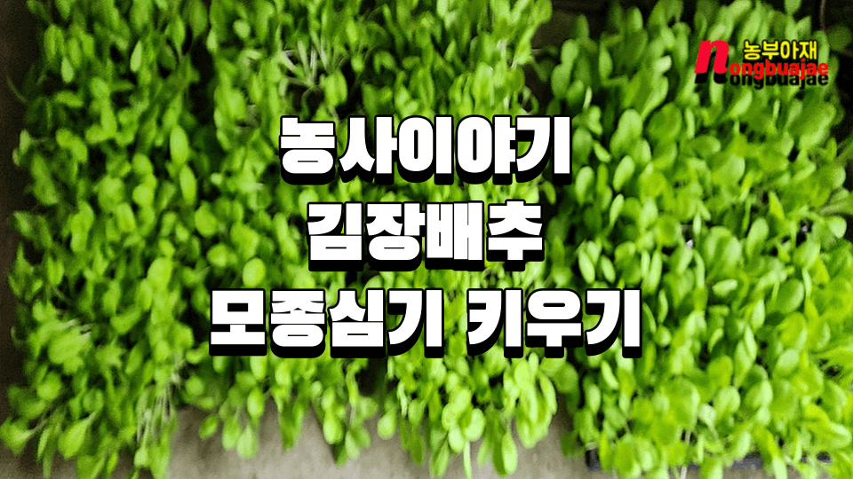 배추재배 배추 심기 재료부터 관리까지