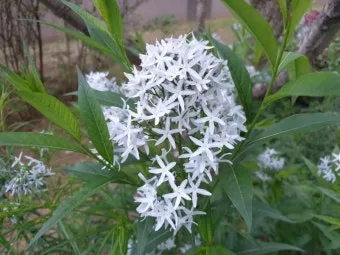 5월의 야생화 백화등 소리쟁이 낮달맞이꽃 알프스민들레_6