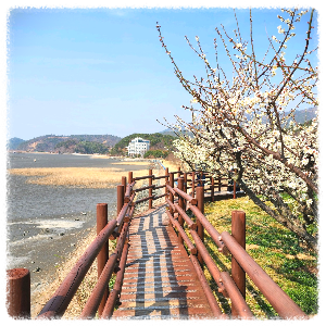 와온해변