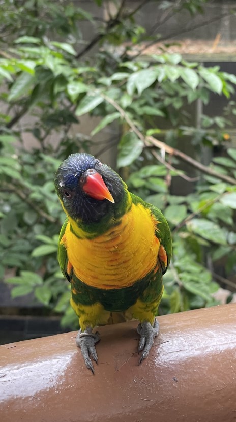 주롱 새 공원 Jurong Bird Park