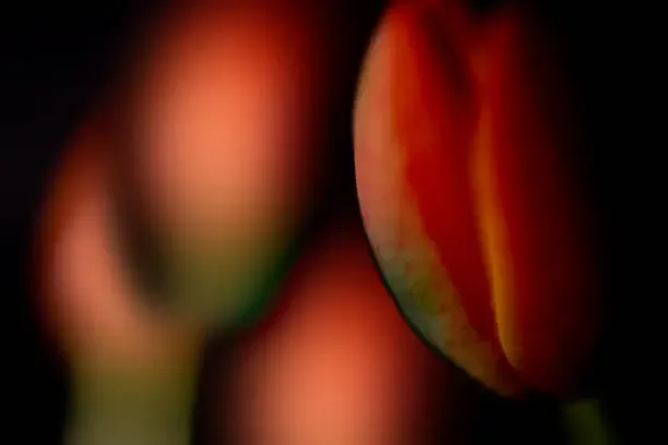 신비복숭아 후숙