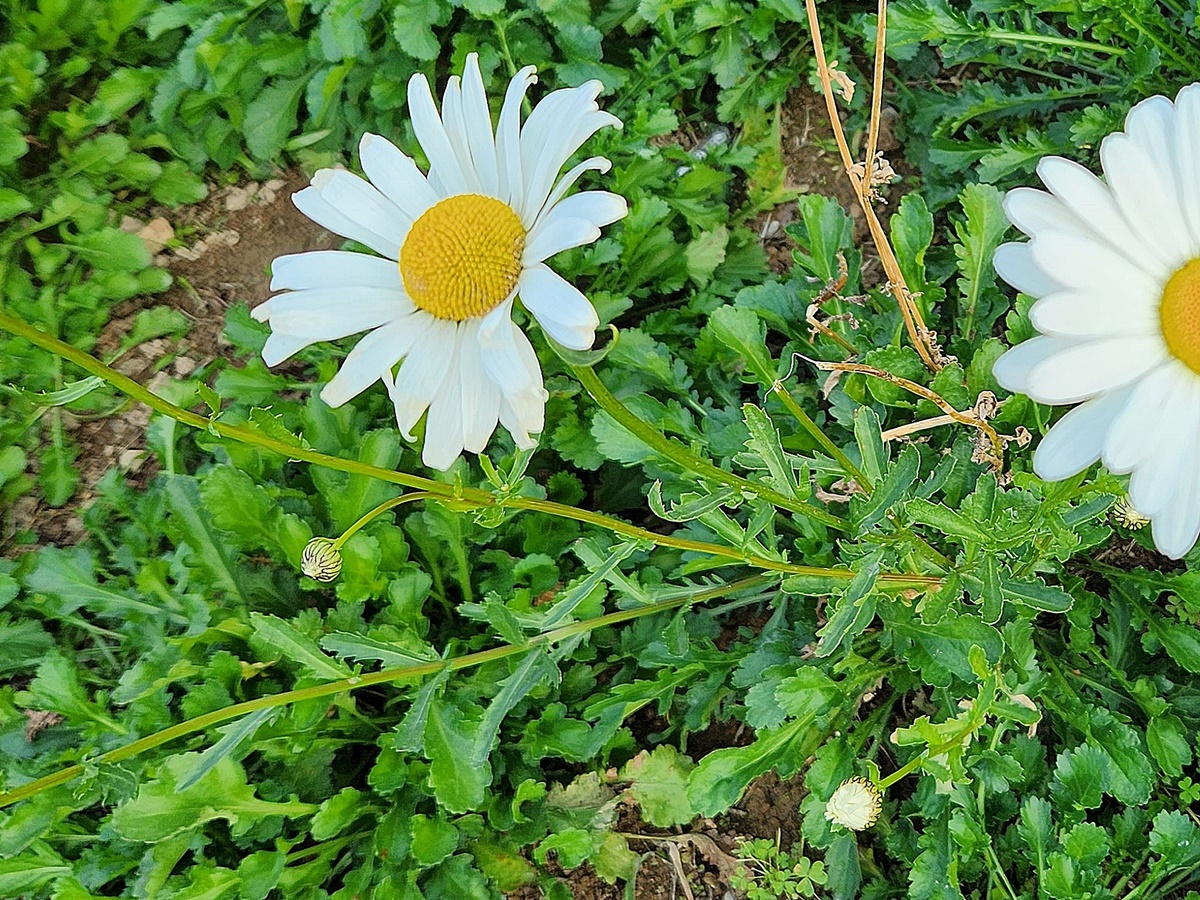 샤스타데이지 Shasta daisy