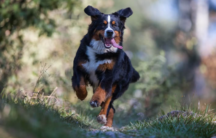 버니즈 마운틴 도그