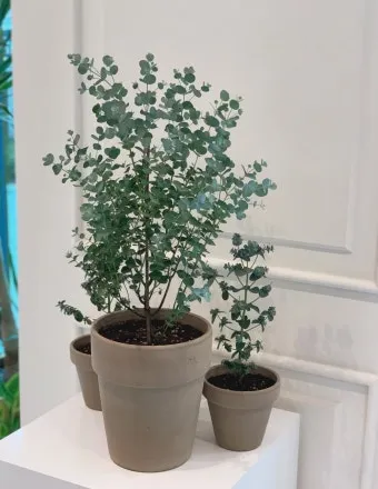 유칼립투스 물주기 향기유지 가지치기 환기관리 실내에서 키우는 요령_10