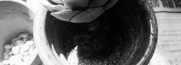 다육이 분갈이 모습