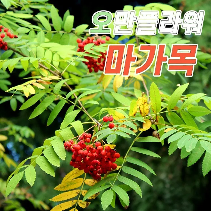 마가목 열매 효능 먹는 법 부작용 포함 10가지 정리_1