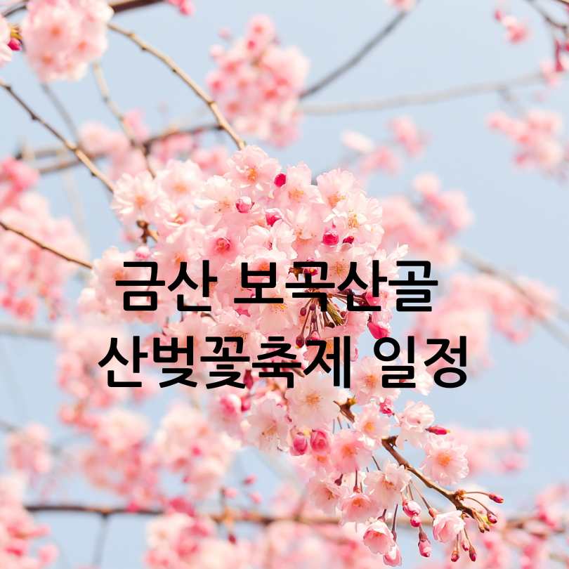 금산 보곡산골 산벚꽃축제