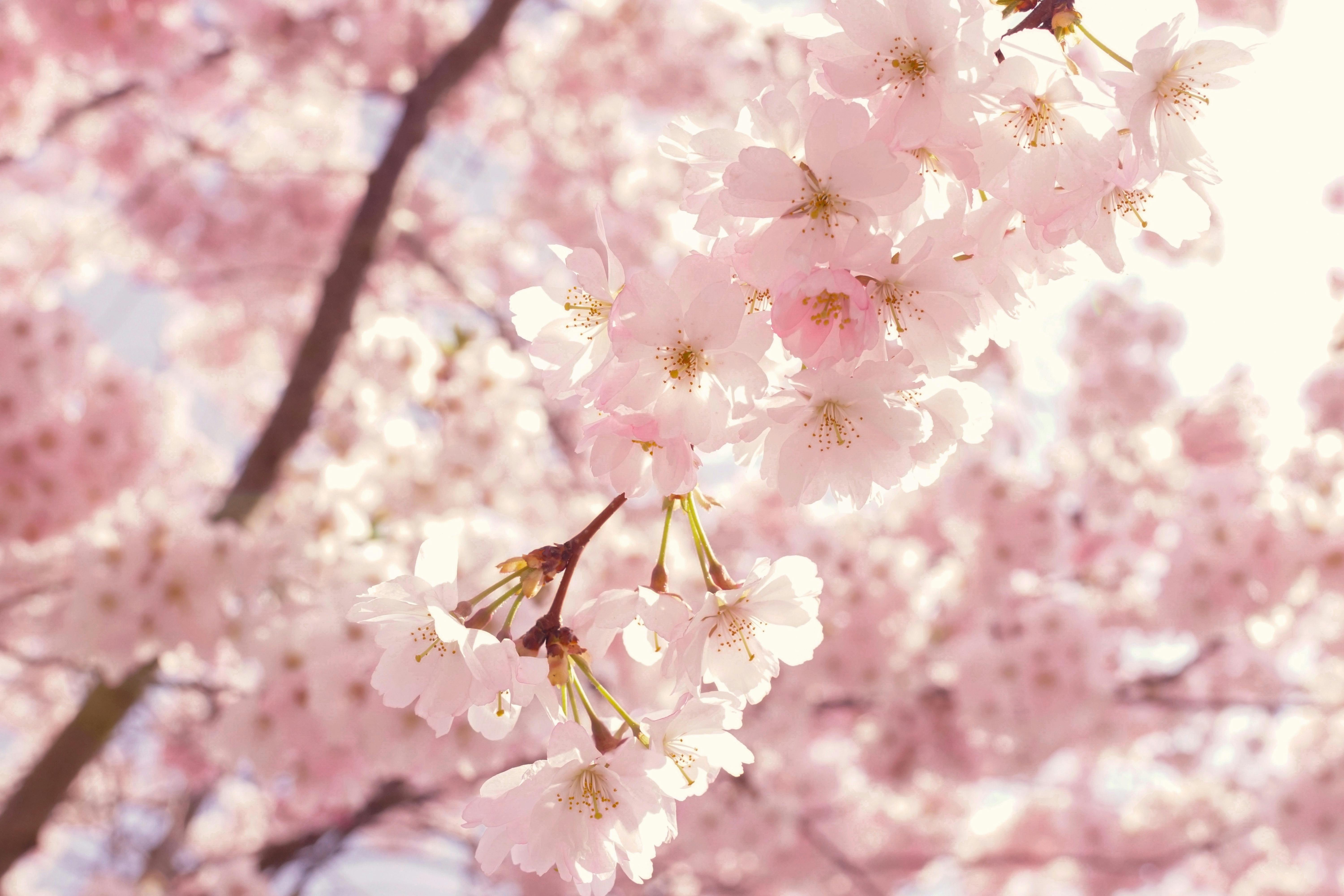 2024년 벚꽃 개화 시기
