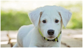 동물등록번호 확인