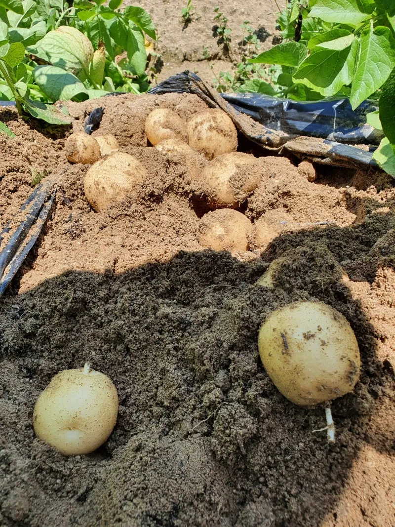 감자 수확시기 지역별 차이와 재배 팁_2