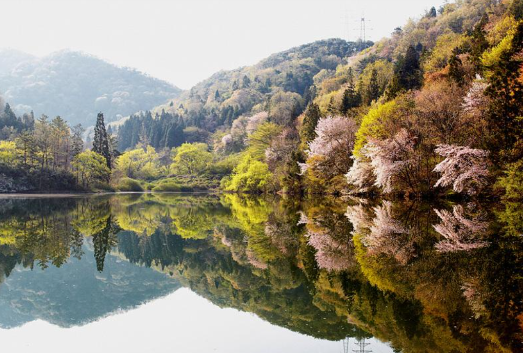 전남벚꽃 명소