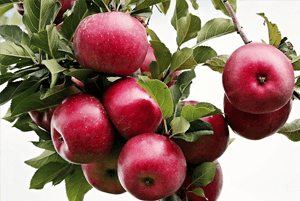 대장에 좋은 음식17