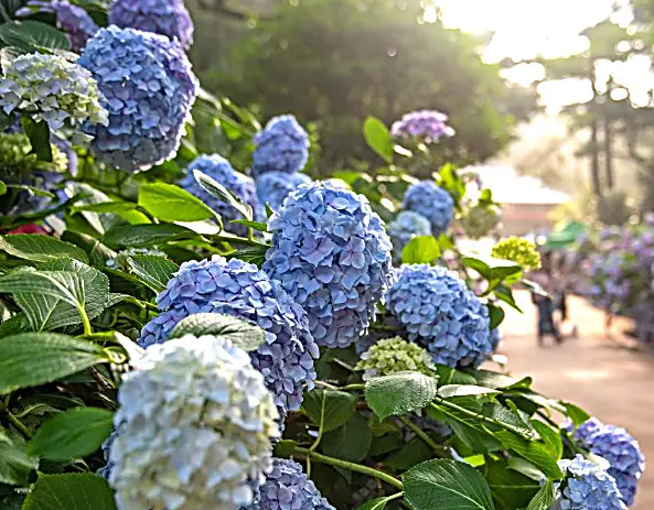 수국 볼거리는 얼마나 화려할까?