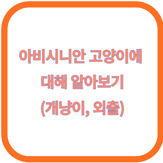 아비시니안 고양이에 대해 알아보기(개냥이, 외출)