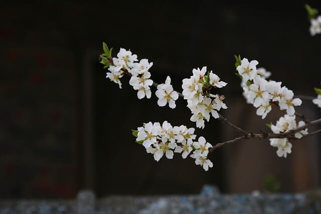 앵두꽃이-피어있는-꿈-해몽