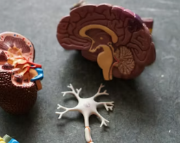 치매에 좋은 음식 영양제 식단