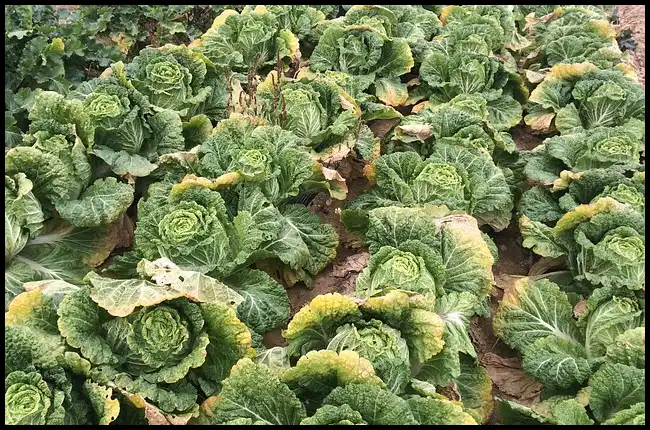 김장 채소 등 재료 할인 최대 50%(+절임배추 사전예약)