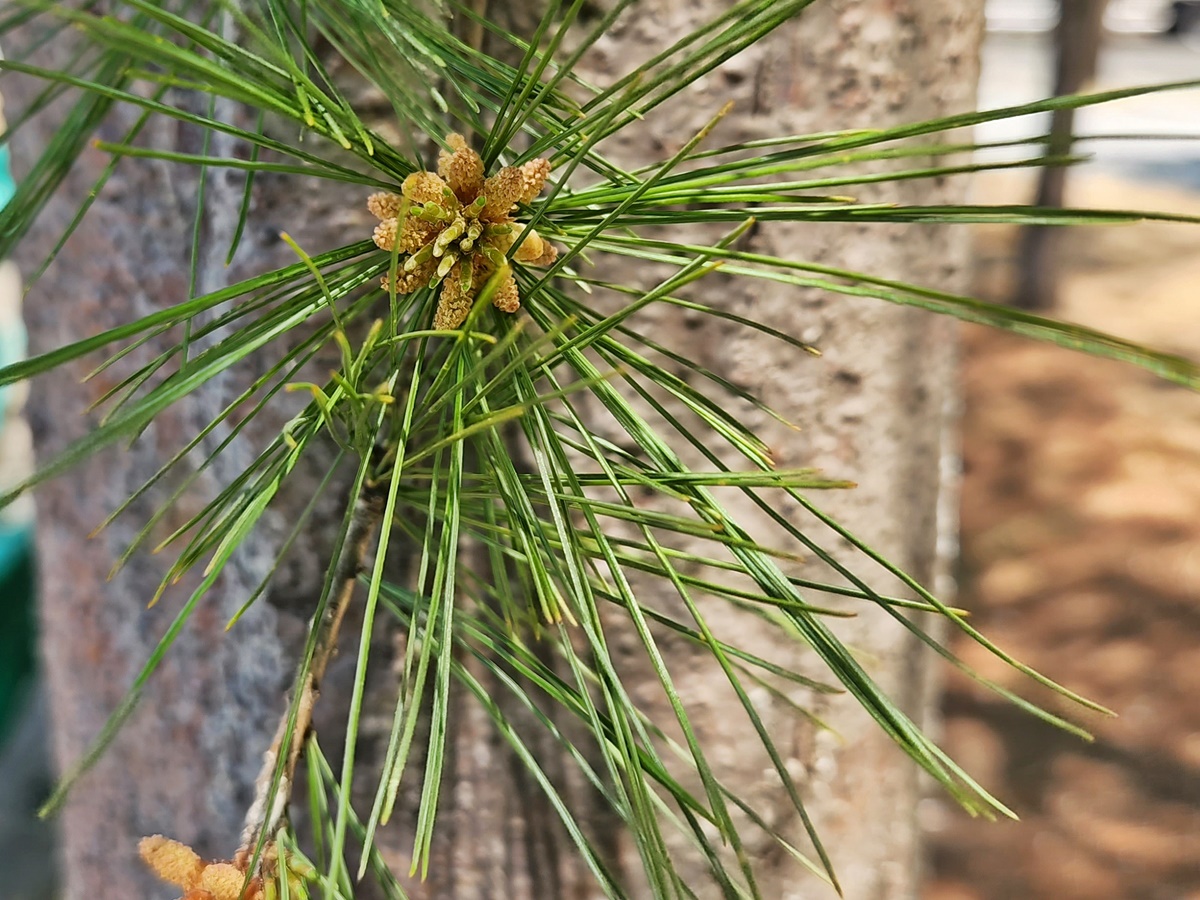 스트로브잣나무