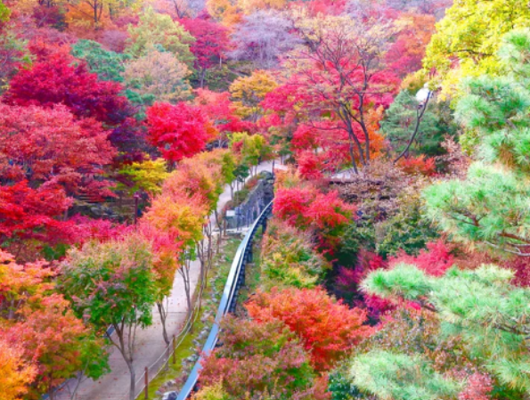 2023주왕산-단풍절정