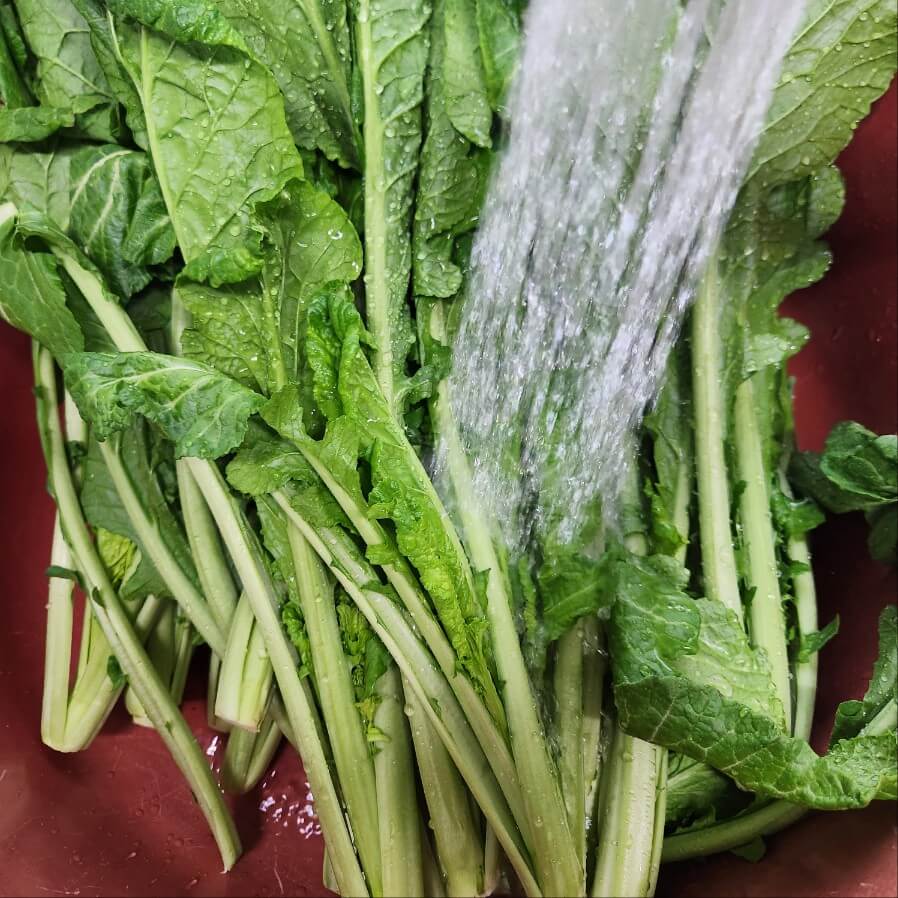 갓절임 갓 겉절이 만들기 갓 요리 방법 갓 요리 갓 요리법 누룩소금으로 절인 갓요리 갓볶음 텃밭요리 돌산갓 요리 자취생 갓성비 요리 마약 계란장 만들기 계란장 만드는 법 쑥 갓요리