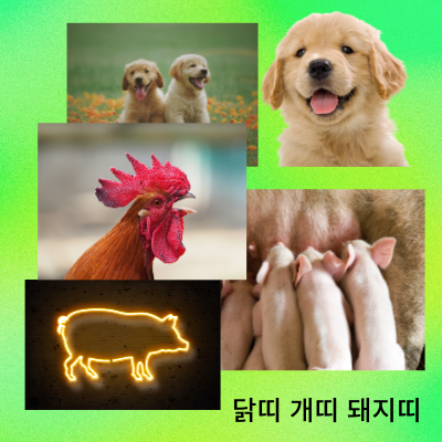 닭띠의응용 개띠의응용 돼지띠의응용