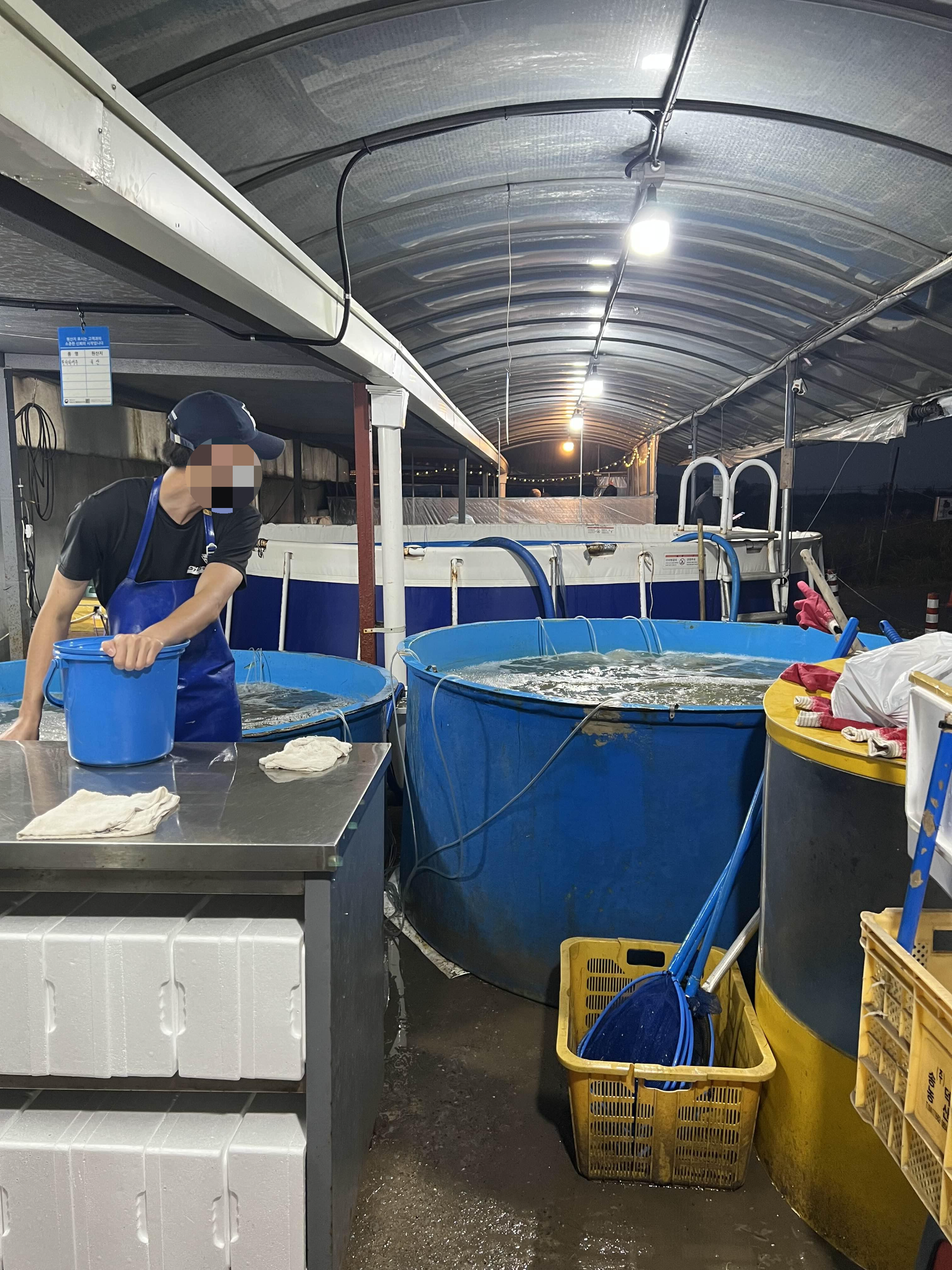 새우양식장에서 새우 구매하기