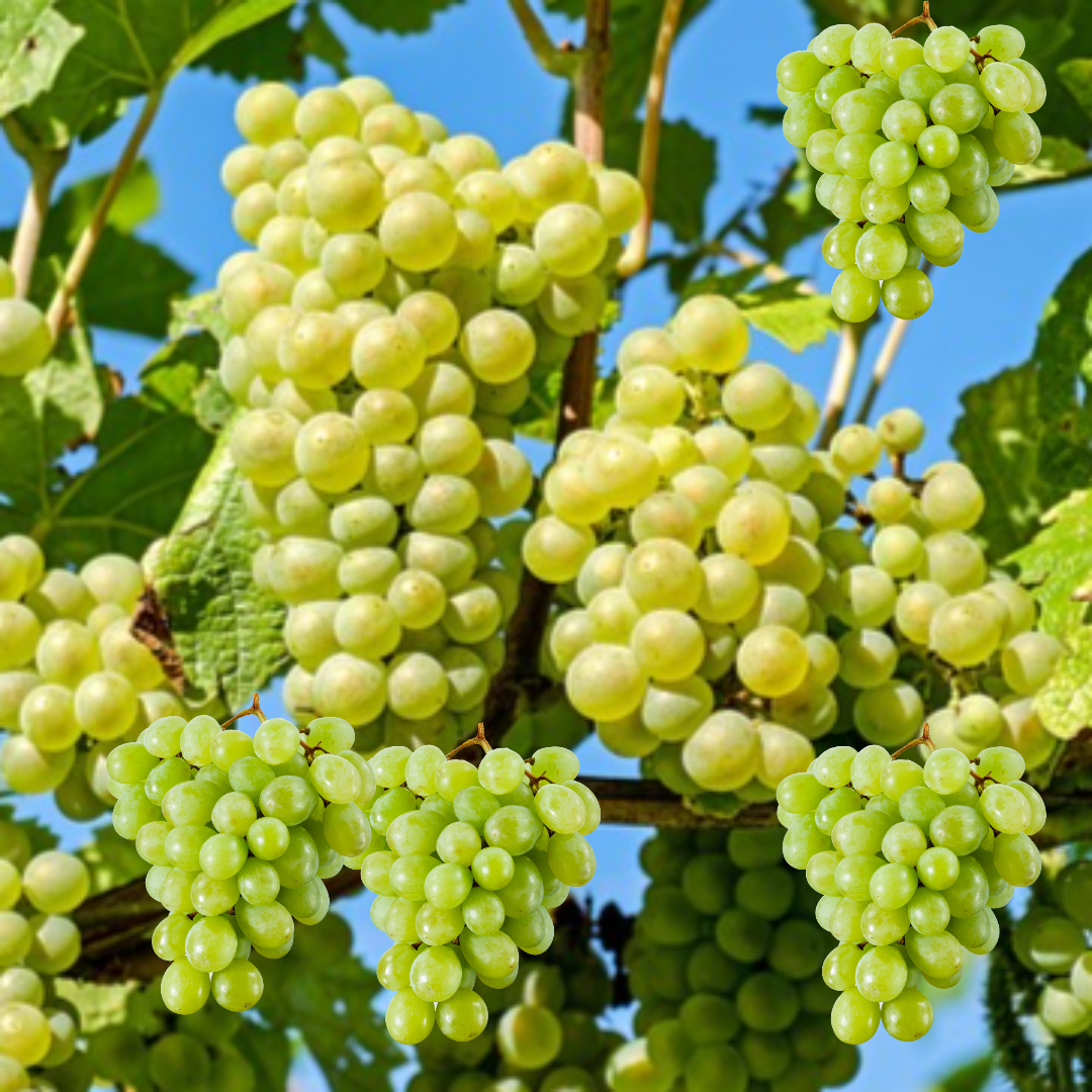 청포도