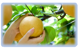 기관지에 좋은 배