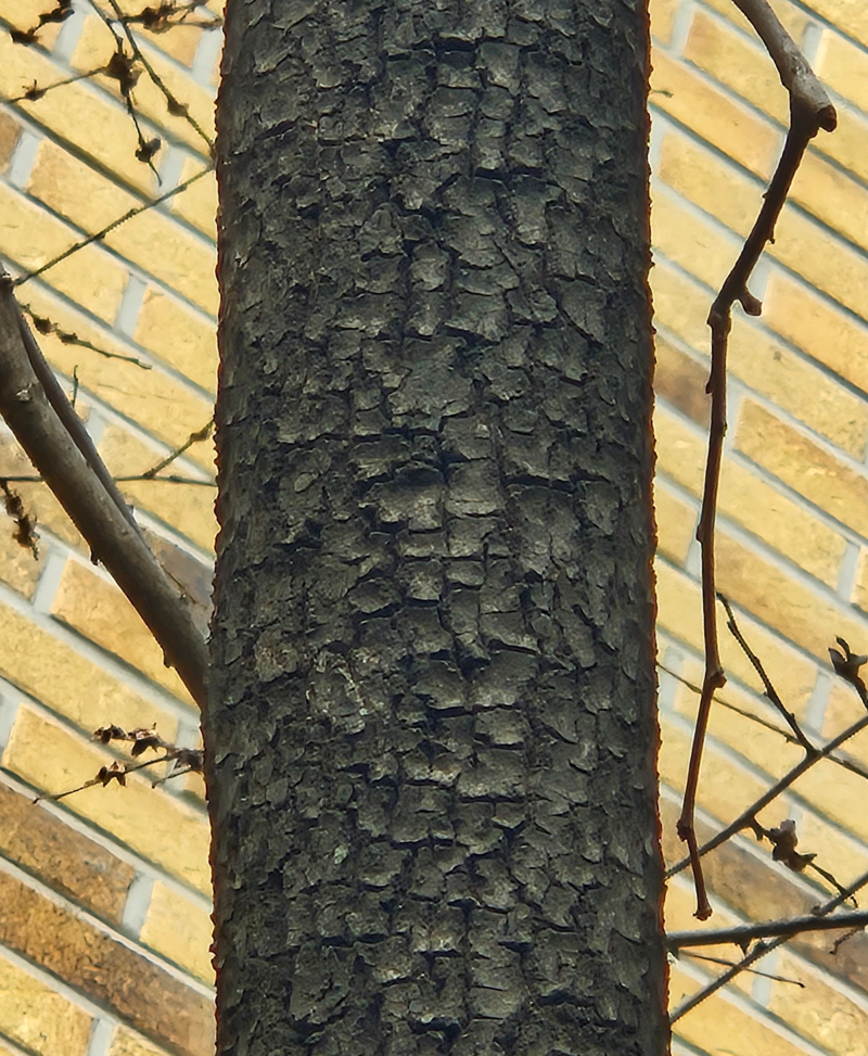 고욤나무 수피1