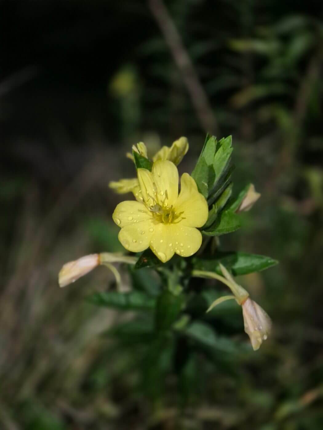 끈기 명언 인내 도전 꾸준함 