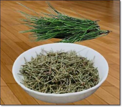 향이 좋은 솔잎차