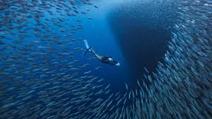 모알보알(Moalboal) – 정어리 떼 스노쿨링의 성지 (출처:트래블링/트립닷컴/투어비스)