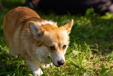 몸을 긁는 개의 심리 스트레스.