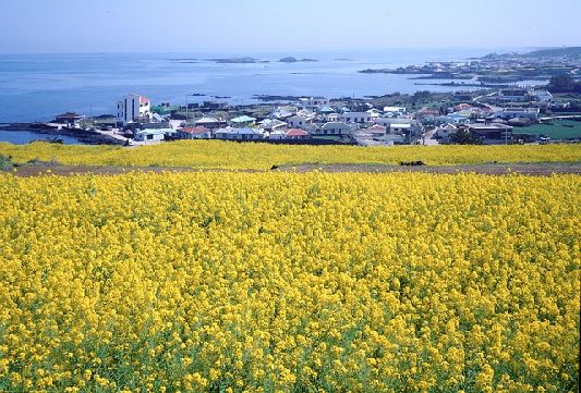 제주항공권 예약 완벽 가이드 꿀팁과 필수 정보10